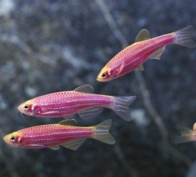 Glofish - Danio - Galactic Purple - 1 inch - Quantity of 6 - Special Order